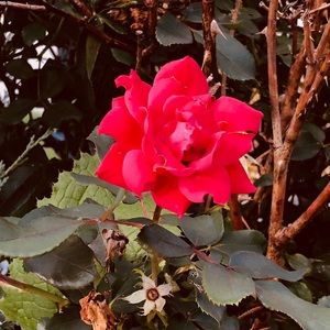 Meet your Posher, Angelina